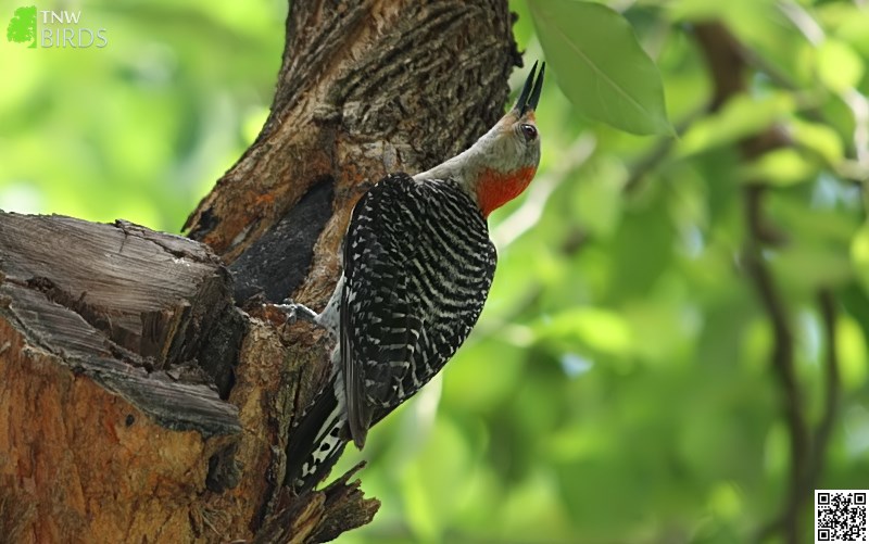 Tree-clinging Birds